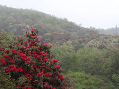 -贵州百里杜鹃风景名胜区