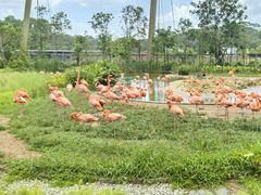 -新加坡飞禽公园