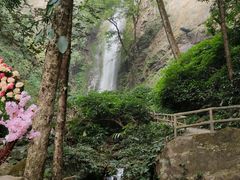 -莫里热带雨林景区