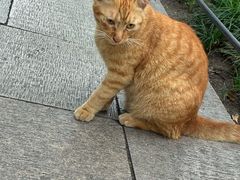 -西园寺素食(西园弄戒幢律寺店)