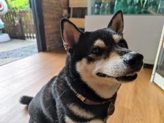 -柴犬高等学院·狗咖·柴犬售卖·宠物训练