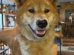 -萌喵咖啡屋(人民东路4号口M16商铺店)