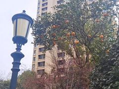-象屿大宁悦府