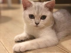 -猫大福·Fortune Cat猫舍(百子湾店)