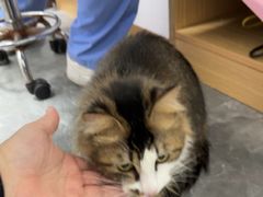 -东莞宠友24H宠物中心医院·转诊夜诊·异宠(新河北路院)