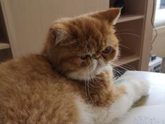 -瞄一喵猫咖(格力海岸店)