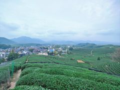 -龙坞茶村