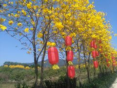 -天适樱花悠乐园