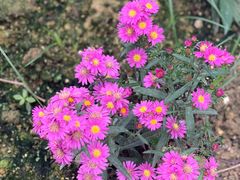 -广西壮族自治区药用植物园