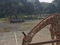 -深圳野生动物园