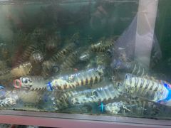 -竹林小屋(库塔店)