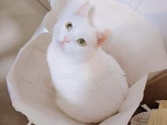 -瑞派宠物医院·24h·骨外科·皮肤科·全科宠物医疗转诊中心(沈阳浑南院)