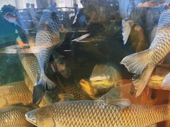 -淘米捞·米汤脆鲩鱼火锅(福田皇岗店)
