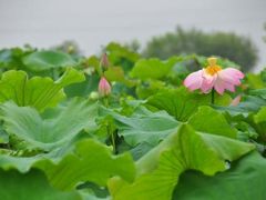 -会仙湿地