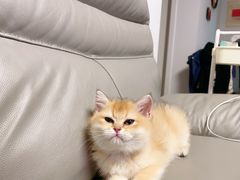 -欣宠猫屋·矮脚拿破仑·蓝金金渐层