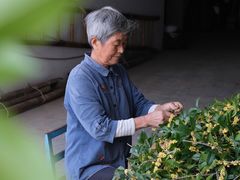 -苏州市吴中区光福窑上花果蜜饯厂