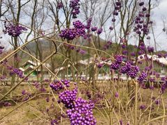 -西湖风景区-江洋畈生态公园