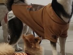 -怪兽屋·羊驼·猫咖·狗咖(俊华广场店)