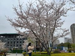 -武汉大学-樱园