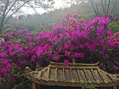 -木兰云雾山