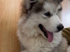 -菲丽丝宠物医院·24小时·猫科中心·免疫点(淮海分院)