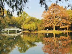 -上海共青森林公园