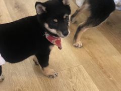 -柴犬小屋·柴餐厅·狗咖食堂(金鼎广场店)