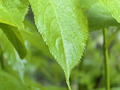 -大连天门山国家森林公园