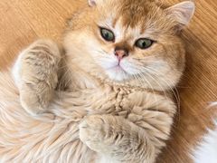 -有喵·猫咖·狗咖·30几只猫10只小狗(岗厦店)