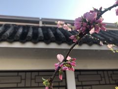 -桃花堤公园