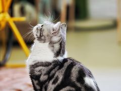 -猫在这儿猫咪咖啡馆·撸猫馆