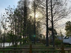 -上海海湾国家森林公园