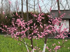 -合肥滨湖国家森林公园