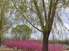 -永定河休闲森林公园