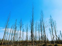 -白鹭湾湿地公园