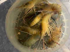 -DGE季风钓虾营地·团建·聚会
