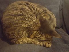 -猫的天空之城概念书店(西塘古镇店)