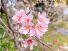-王借岗森林公园