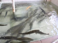 -三文彩虹鳟鱼庄