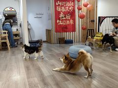 -柴迷FANS CLUB·柴犬狗咖·猫咖