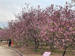 -天适樱花悠乐园