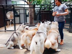景观位-TrueLove @ Neverland (Husky Cafe)
