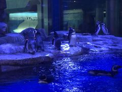 -上海海昌海洋公园-停车场