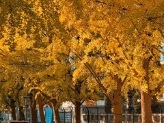 -三里屯东五街银杏大道