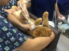 -爱侣宠医·鹦鹉专科·小型哺乳类·异宠专科(灵石路店)