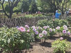 -黑龙江省森林植物园
