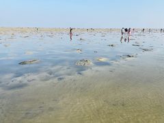 -红树林天天赶海