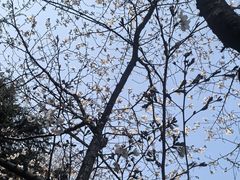 -武汉大学-樱园