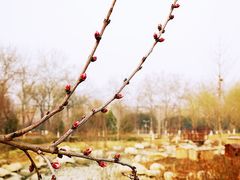 -莲花池公园