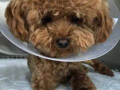 -康旭宠物医院(郑州总院)